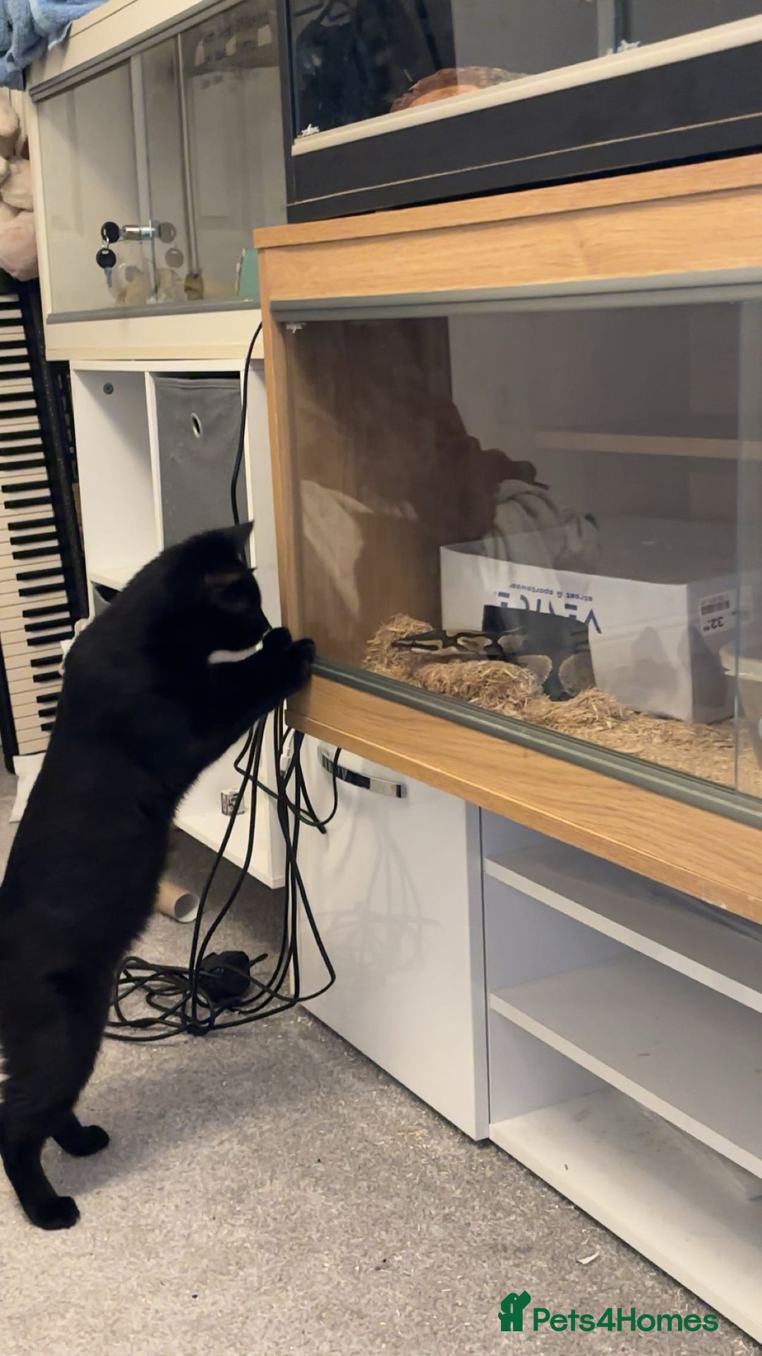 Mixed Breed cats for sale: Mr Kitty looking for a new home - Advert 3