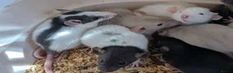 Rat rodents for sale: Beautiful baby Dumbo rats - Advert 6