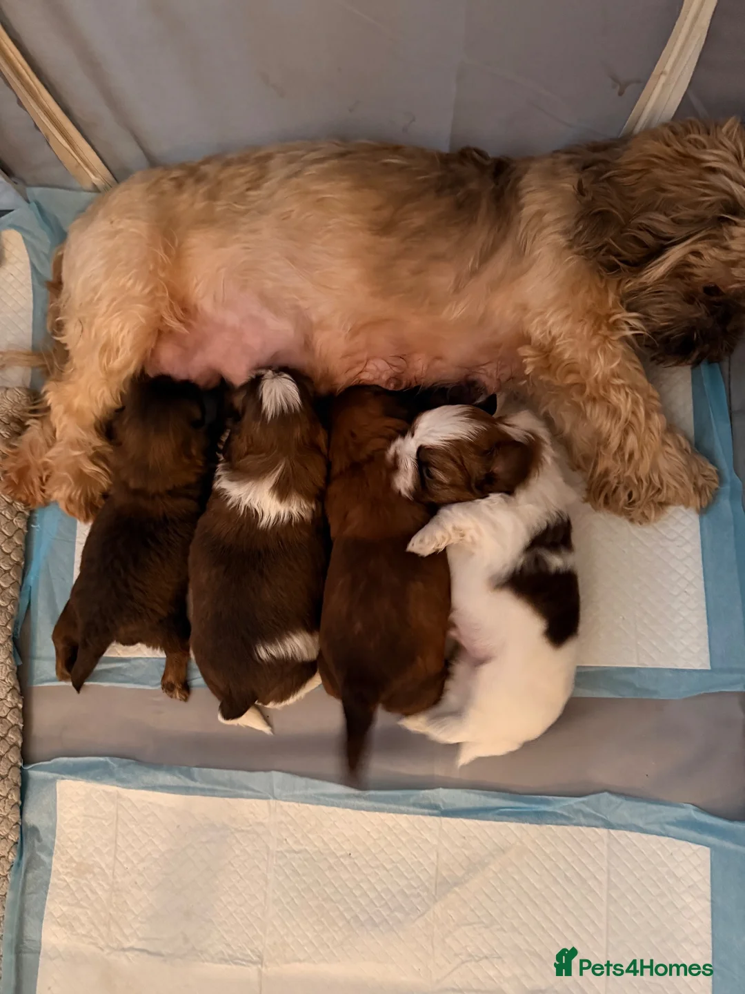 Shih Tzu dogs for sale: 🐶💕 Beautiful Female Shih Tzu Puppy for Sale! 💕 - Advert 2