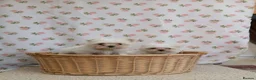 Maltese dogs for sale: Maltese  - Advert 4