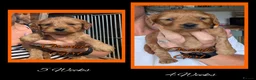 Cockapoo dogs for sale: 6 x Red Cockapoo Girls For Sale - Advert 16