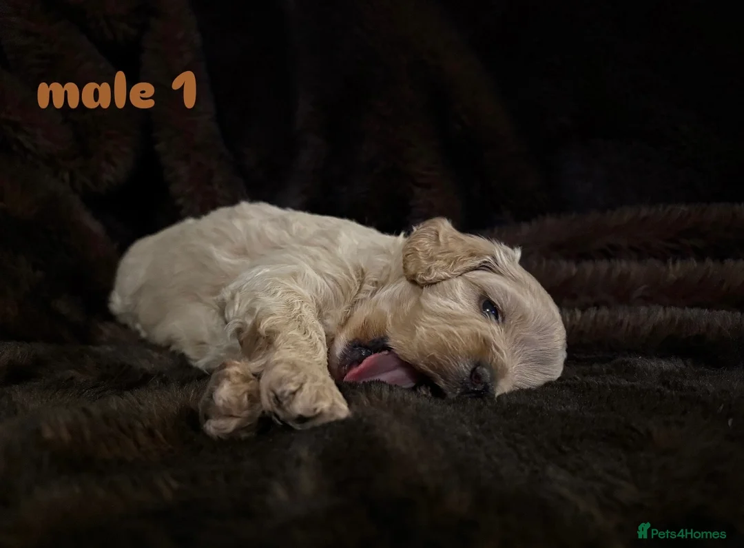 Cavapoo dogs for sale: Stunning F1B Cavapoo’s - Advert 7