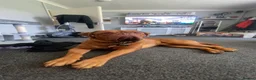 Mixed Breed dogs for sale: Dogue de Bordeaux cross cane corso pups due soon  - Advert 8
