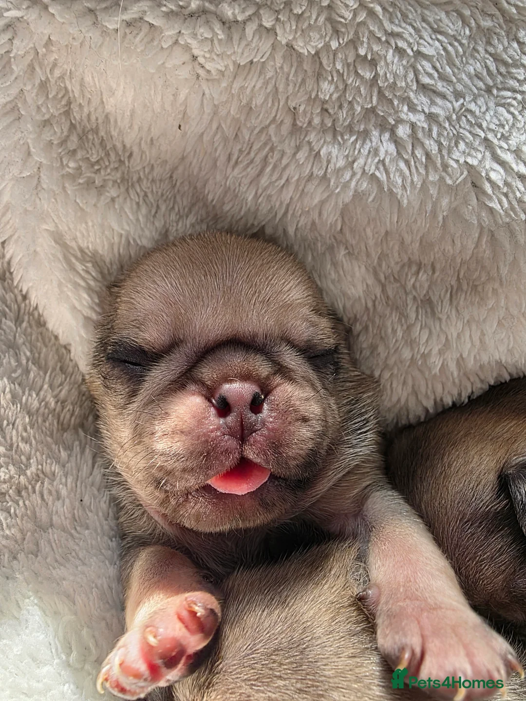 Pug dogs for sale: 4 male puglets for sale - Advert 3