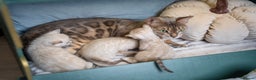 Bengal cats for sale: FRANCO- Snow Bengal Boy- Excellent traits-TICA reg - Advert 35