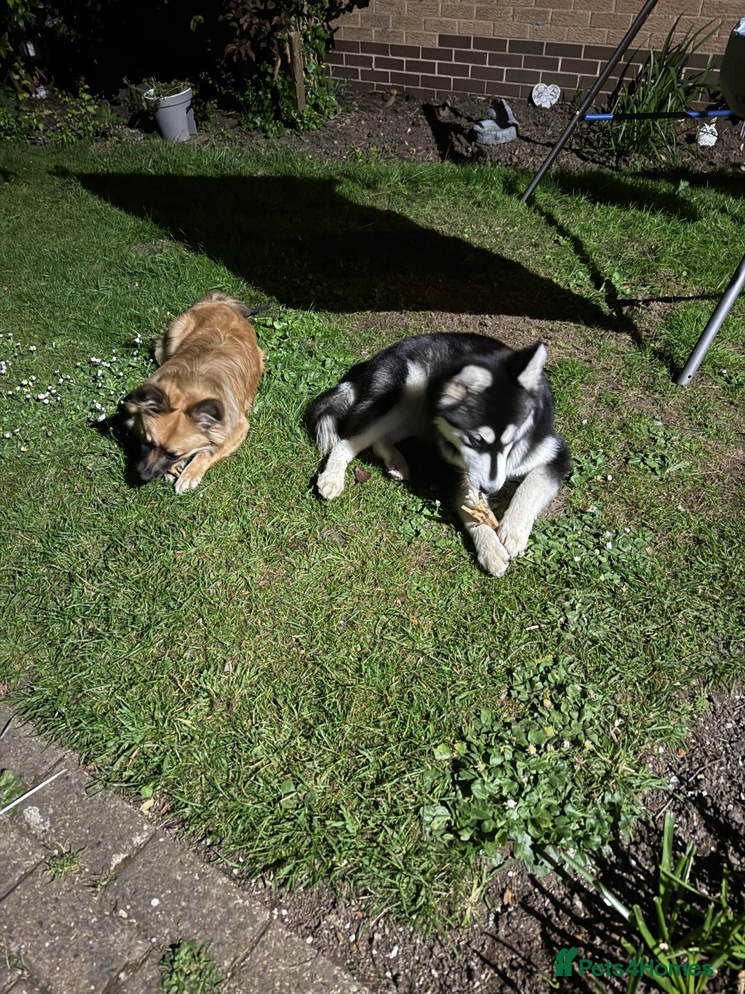 Mixed Breed dogs for sale: 10 month old Frankie  - Image 6
