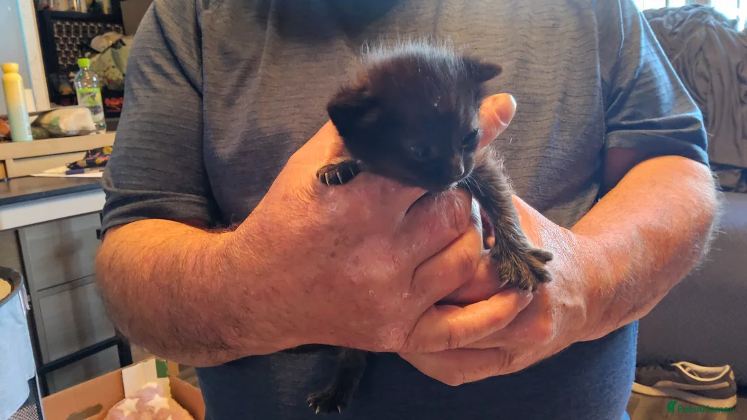 Mixed Breed cats for sale: 4 cute kittens  - Advert 8