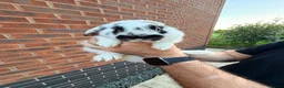 Mixed Breed rabbits for sale: Baby lop rabbits available  - Advert 6