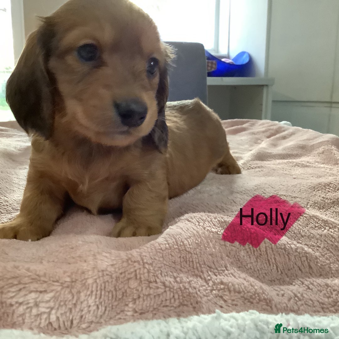 Miniature Dachshund dogs for sale: PRA Clear Mini Longhair Dachshund Pups Cream Red.. - Advert 29