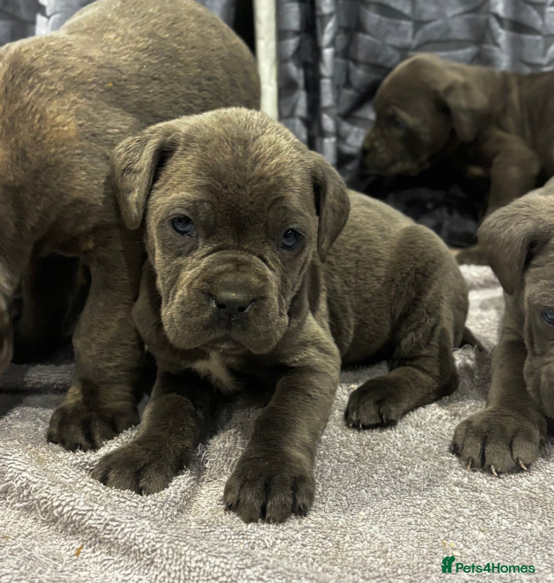 Cane Corso dogs for sale: Cane Corso puppy’s  - Advert 9