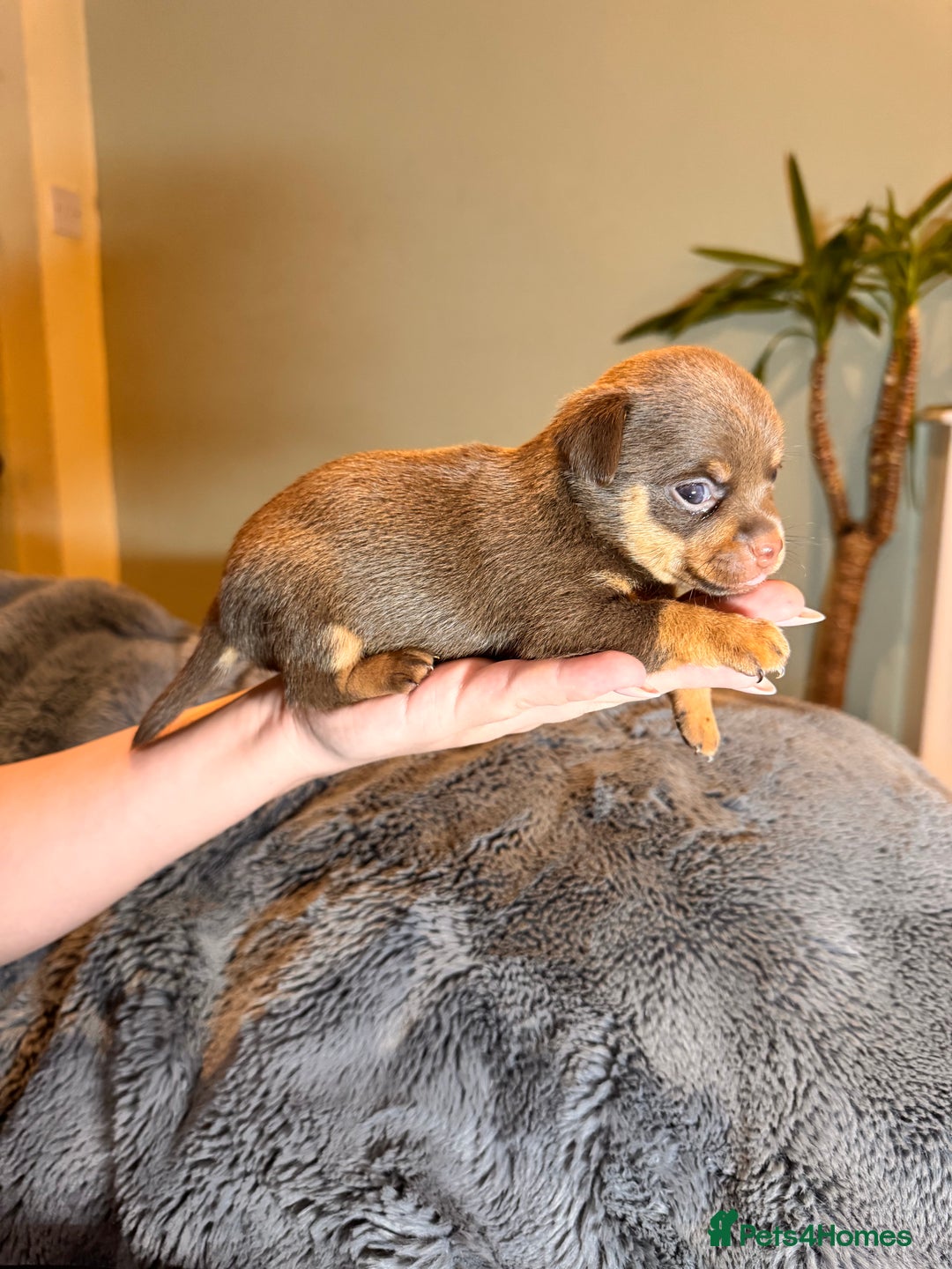 Mixed Breed dogs for sale: Miniature JackChi Puppy’s for sale.  - Image 14