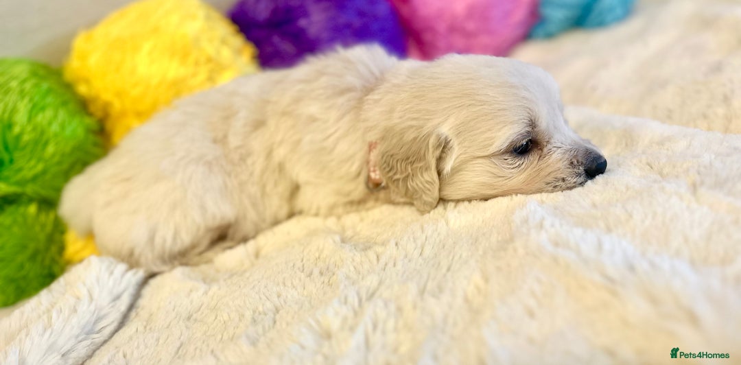 Golden Retriever dogs for sale: Outstanding Champion Lines KC Registered - Advert 7