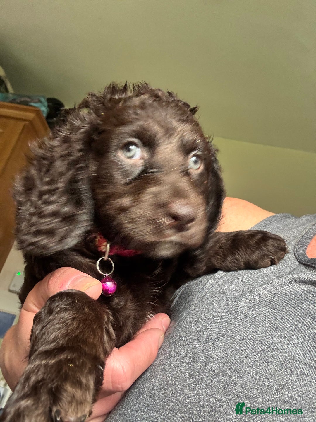 Cocker Spaniel dogs for sale: Cocker Spaniel pups. Ready 27/09/25 - Image 3