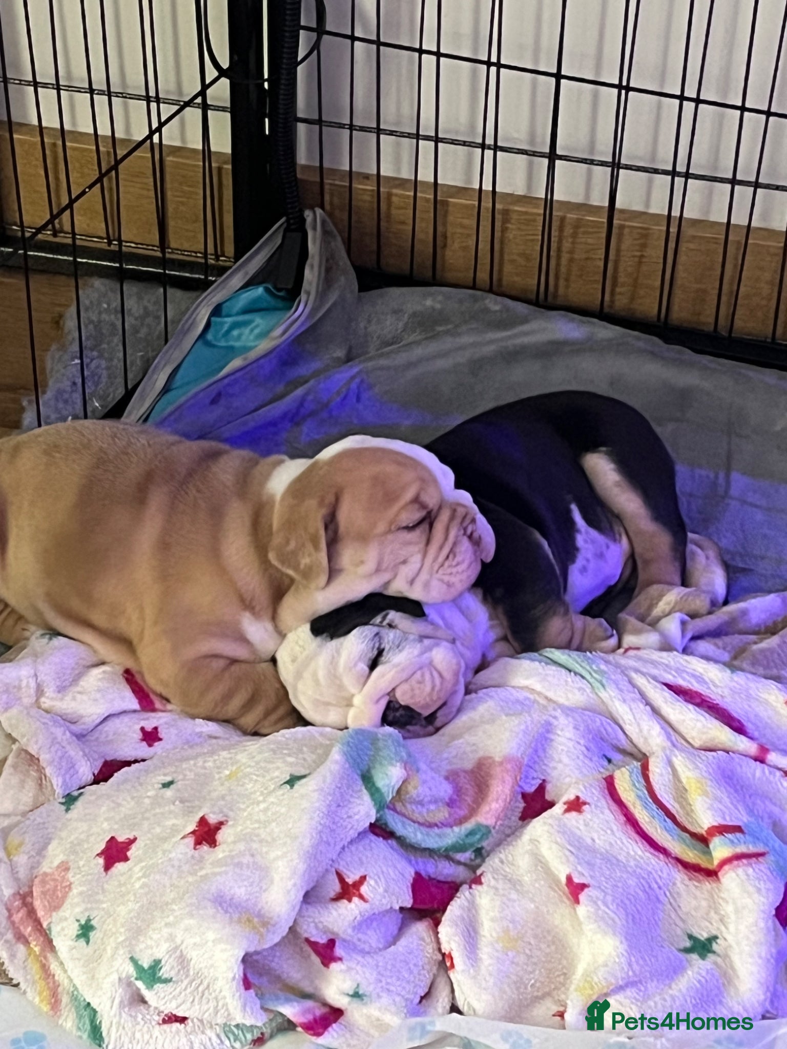 English Bulldog dogs for sale: Chunky healthy pups - Advert 3