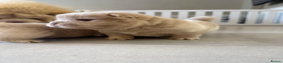 Chow Chow Puppy 1