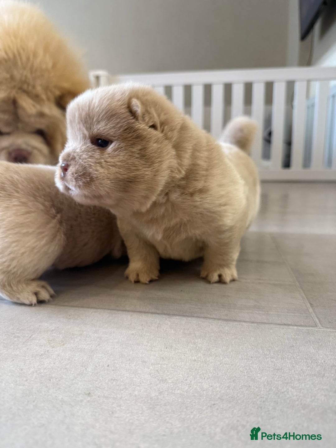 Chow Chow dogs for sale: 🔥 UK best Lilac platinum 🧸 chow chows KC  - Image 14