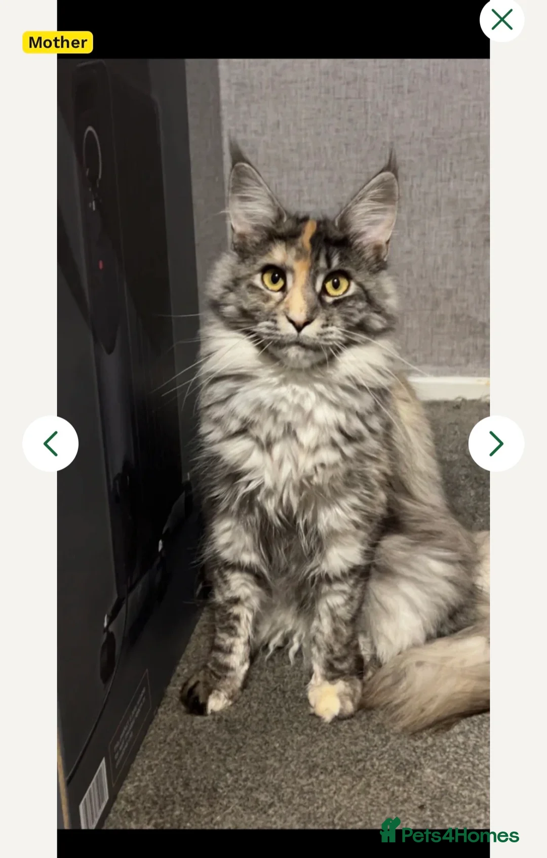 Maine Coon cats for sale: 4 Maine Coon Kittens left due to time wasters  - Advert 16