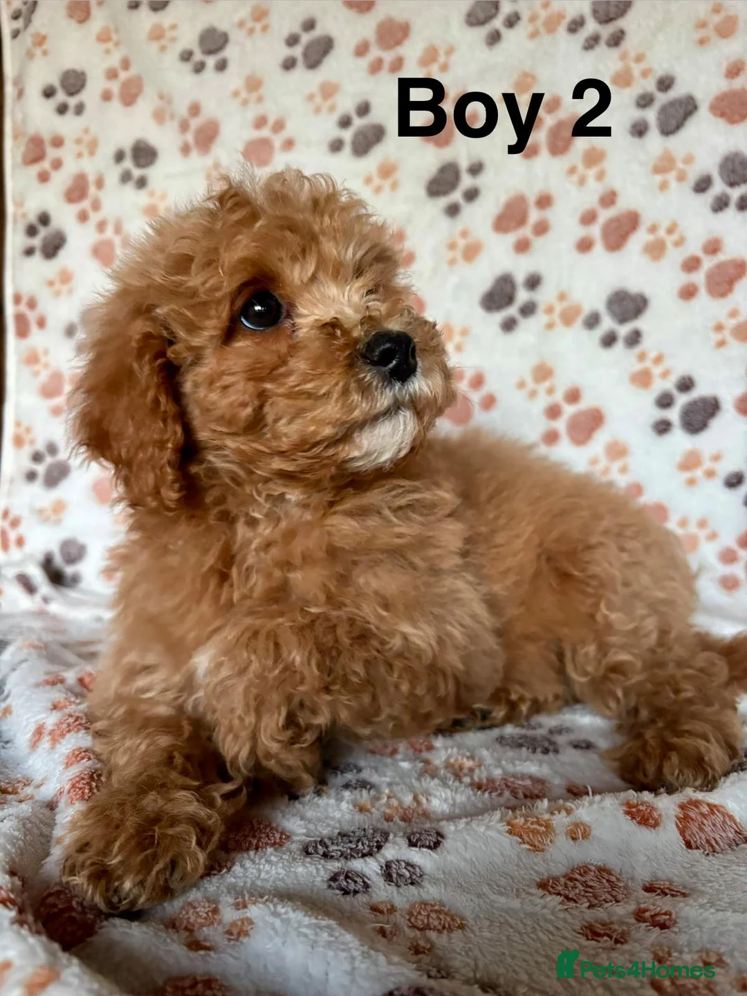 Cavapoo dogs for sale: Beautiful red Cavapoos  in Sheerness - Advert 8