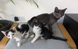 Mixed Breed cats for sale: Adorable kittens ready - Image 3