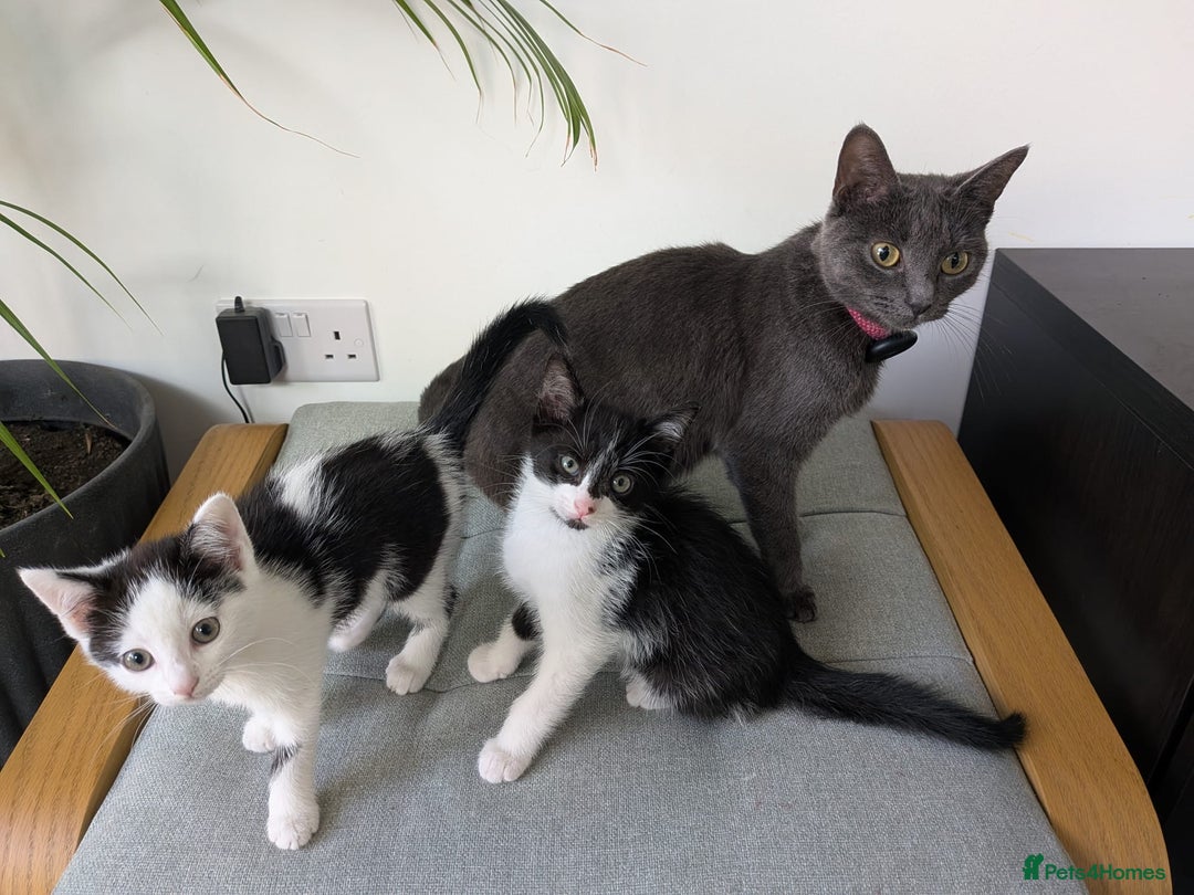 Mixed Breed cats for sale: Adorable kittens ready - Image 3