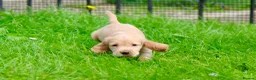 Cocker Spaniel dogs for sale: Gorgeous Golden Working Cocker Spaniels - Advert 8