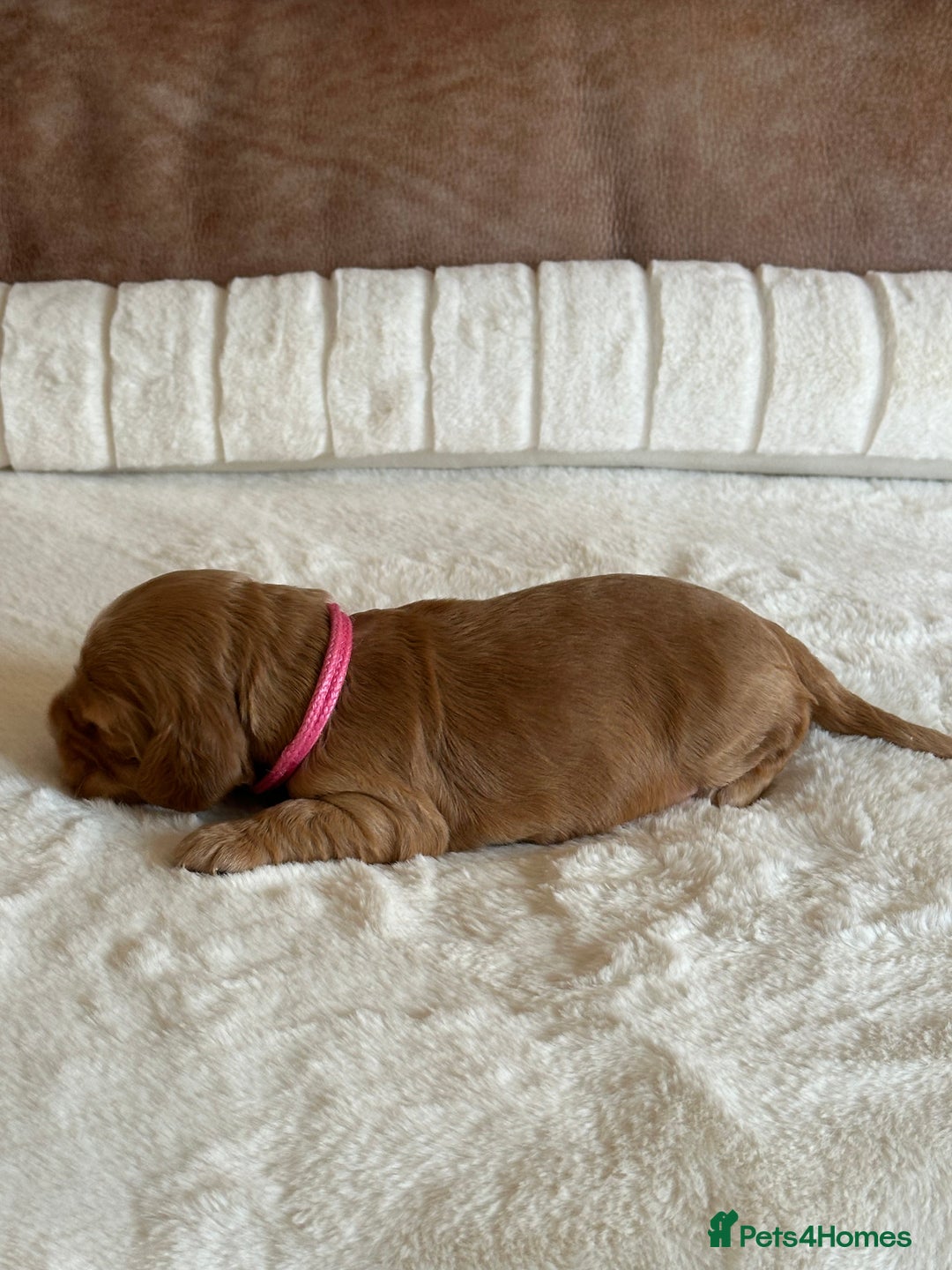 Cocker Spaniel dogs for sale: Extensively Health Tested KC Reg Puppies  - Advert 8