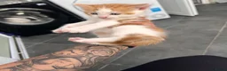 Mixed Breed cats for sale:  Beautiful Playful Kittens Ready for reservations  - Advert 8