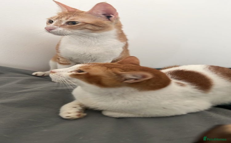 Mixed Breed cats - Advert 3