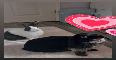 Mini Lop rabbits - Advert 4
