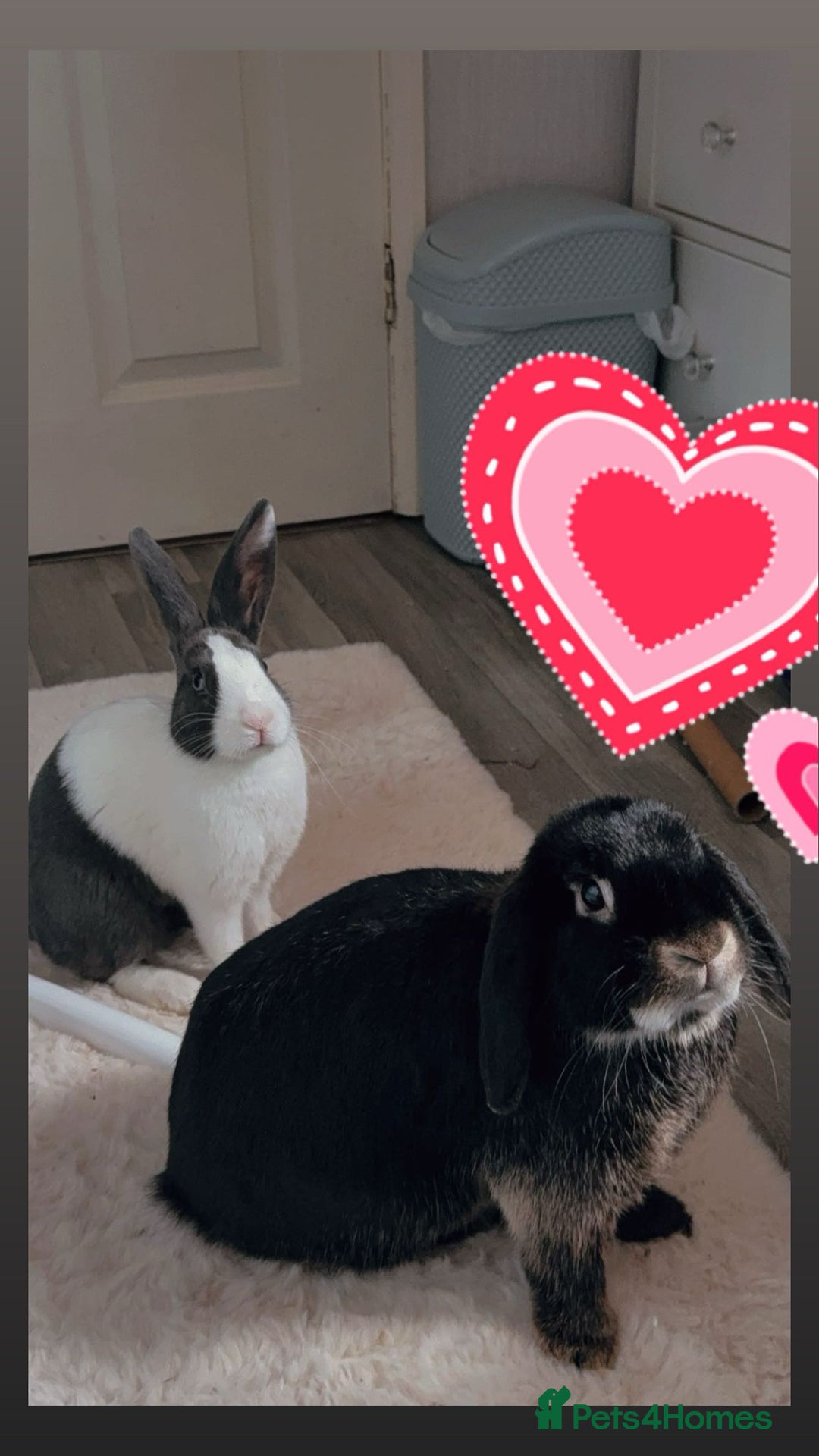 Mini Lop rabbits for sale: 1 MINI LOP MALE/ 1 CROSS FEMALE/ NEUTURED - Image 2