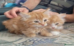 Siberian cats for sale: Hypoallergenic Traditional Siberian kittens  - Image 10