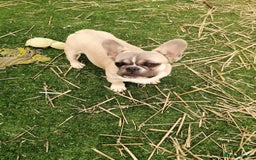 French Bulldog dogs for adoption: 💓🐶 MARGO, MISTY & MONTI💙 - Image 13