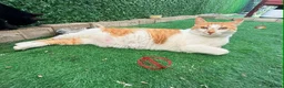 Mixed Breed cats for adoption: Mara - Norwich Norfolk  - Advert 11