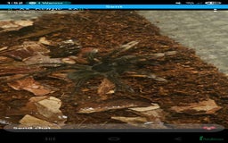 Mixed Breed invertebrates for sale: Tarantulas and centipedes for sale - Image 3