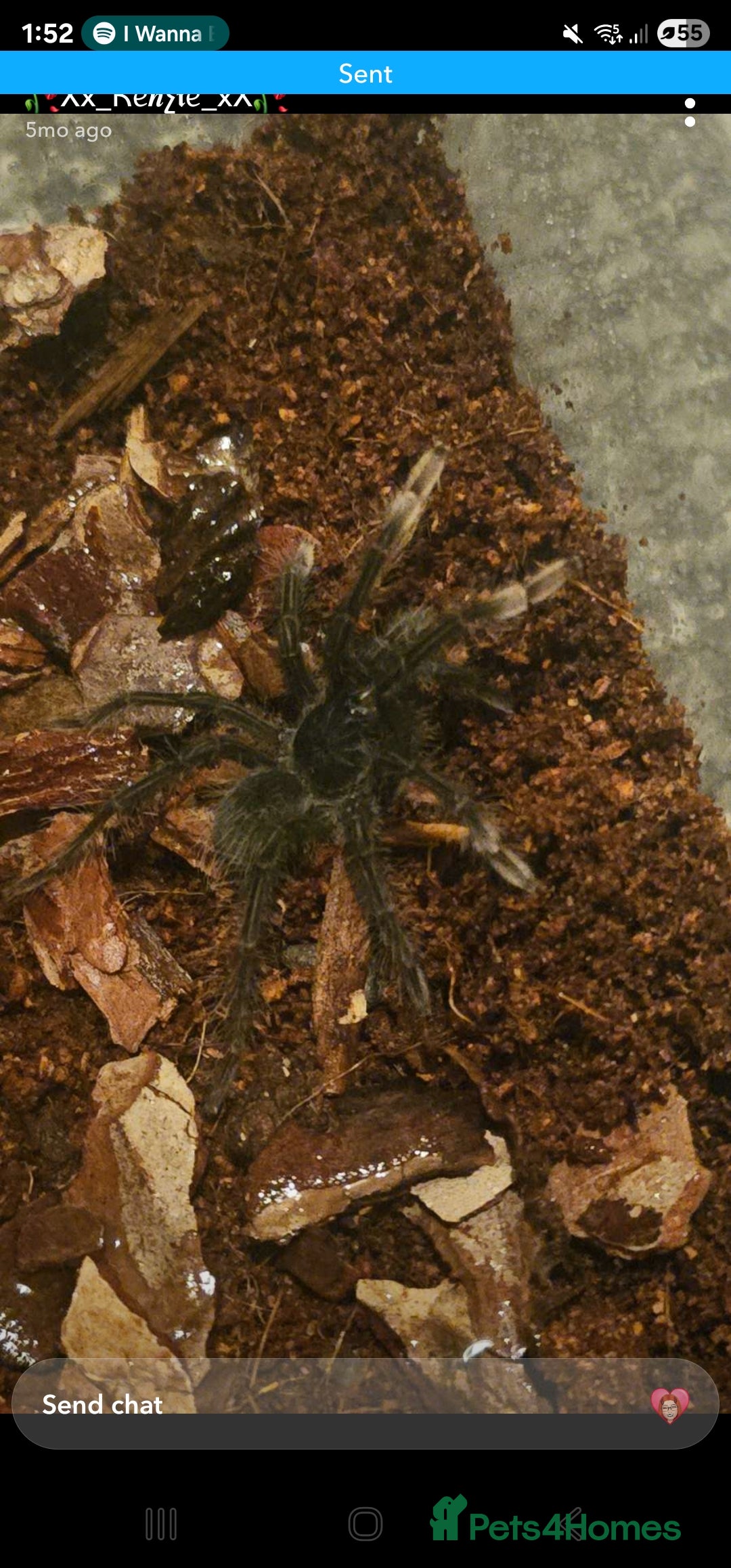 Mixed Breed invertebrates for sale: Tarantulas and centipedes for sale - Image 3