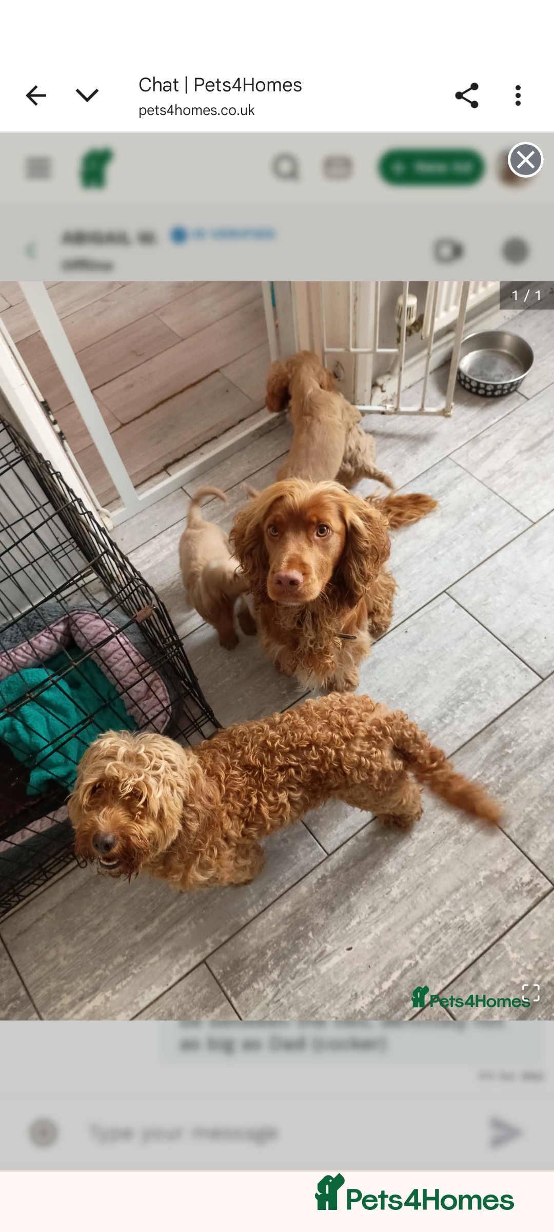 Cockapoo dogs for sale: Home reared, chunky F1B cockapoo pups 1st AUG - Image 3