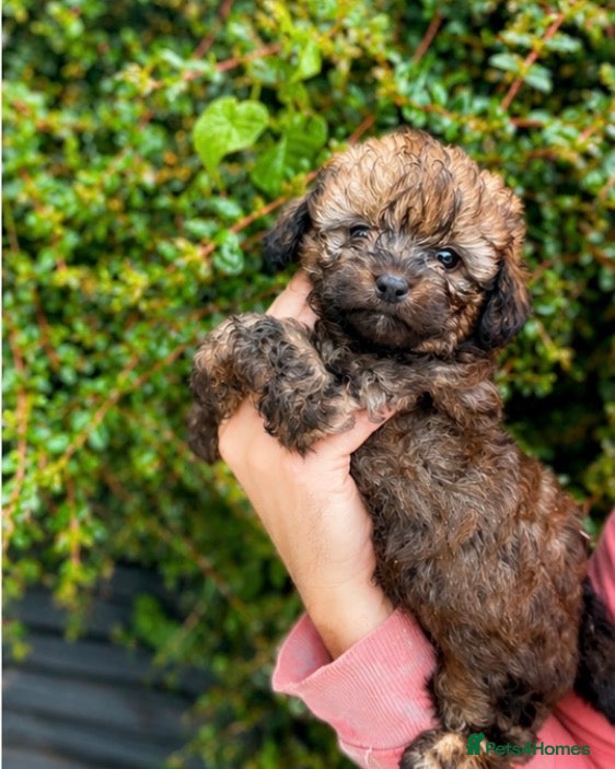Shih Tzu dogs Shihtzu-Poodle mix Toy shihpoo puppies  - Advert 1