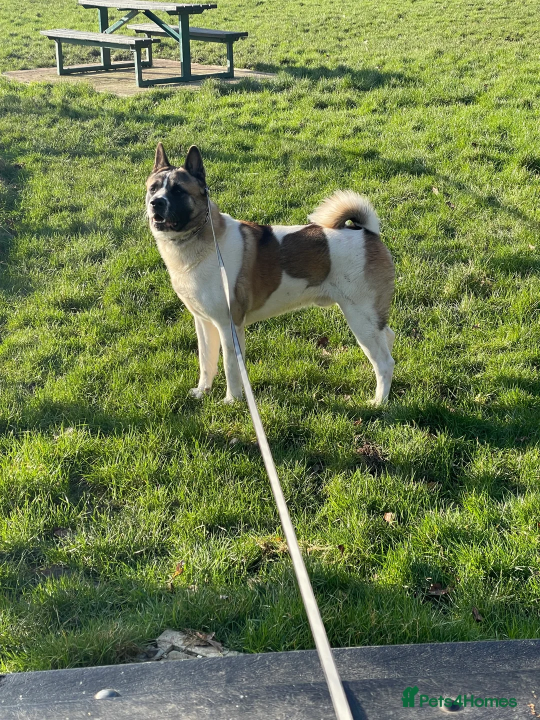 Akita dogs for sale: 4 year old Male America Akita for Rehoming - Advert 2