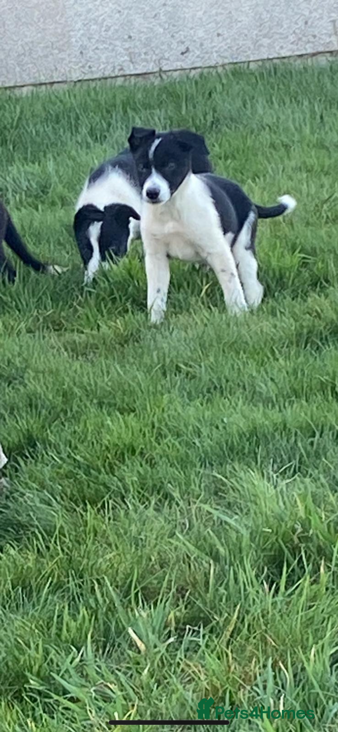 Border Collie dogs for sale: Border collie puppies  - Advert 10