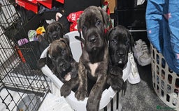 Mixed Breed dogs for sale: Pure Cane corso / pure presa canario puppies. - Image 1