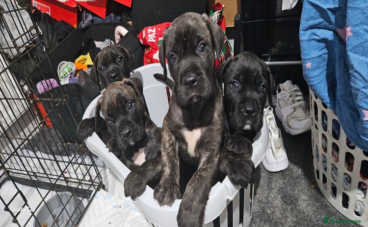 Mixed Breed dogs - Advert 6