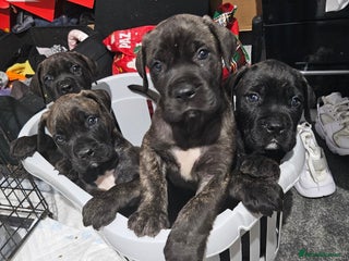 Mixed Breed dogs - Advert 5