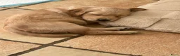 Golden Retriever dogs for sale: Beautiful kc reg golden retriever puppies  - Advert 3