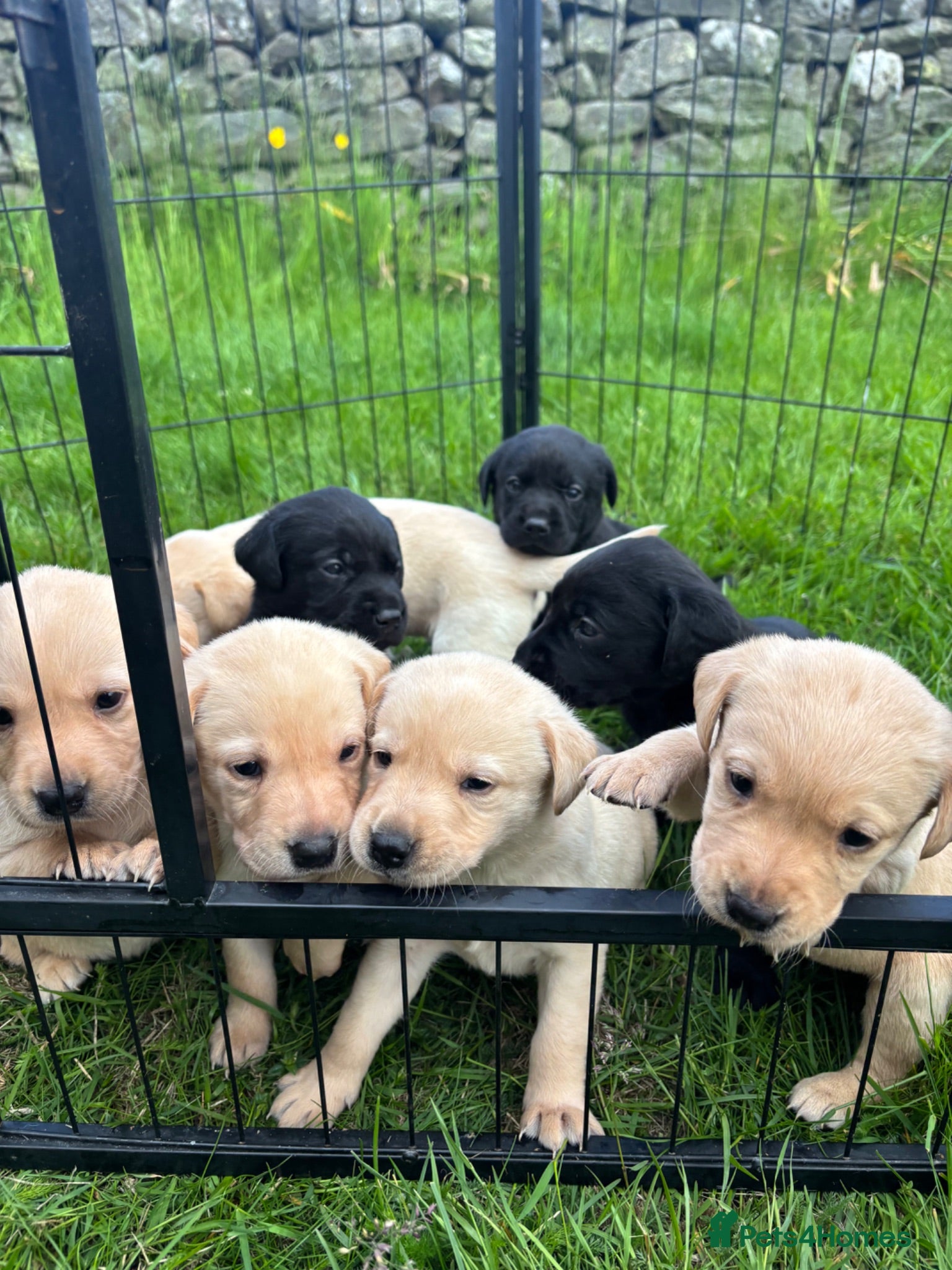 Labrador Retriever dogs Labrador puppies for sale - Advert 7
