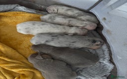 Mixed Breed dogs for sale: French bulldog X English bulldog  - Image 6