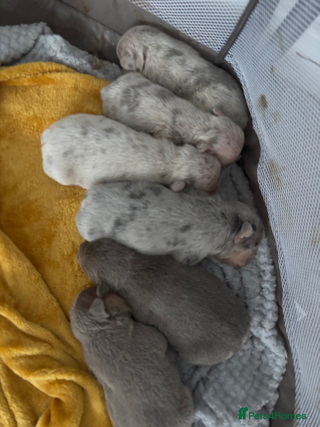 Mixed Breed dogs for sale: French bulldog X English bulldog  - Image 6