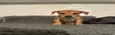 Lurcher Puppy 4