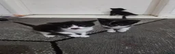 Mixed Breed cats for sale: I have three cute kittens that are girls. - Advert 5