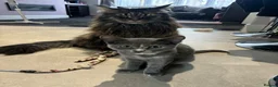 British Shorthair cats for sale: Beautiful Tortoise Female  - Advert 2