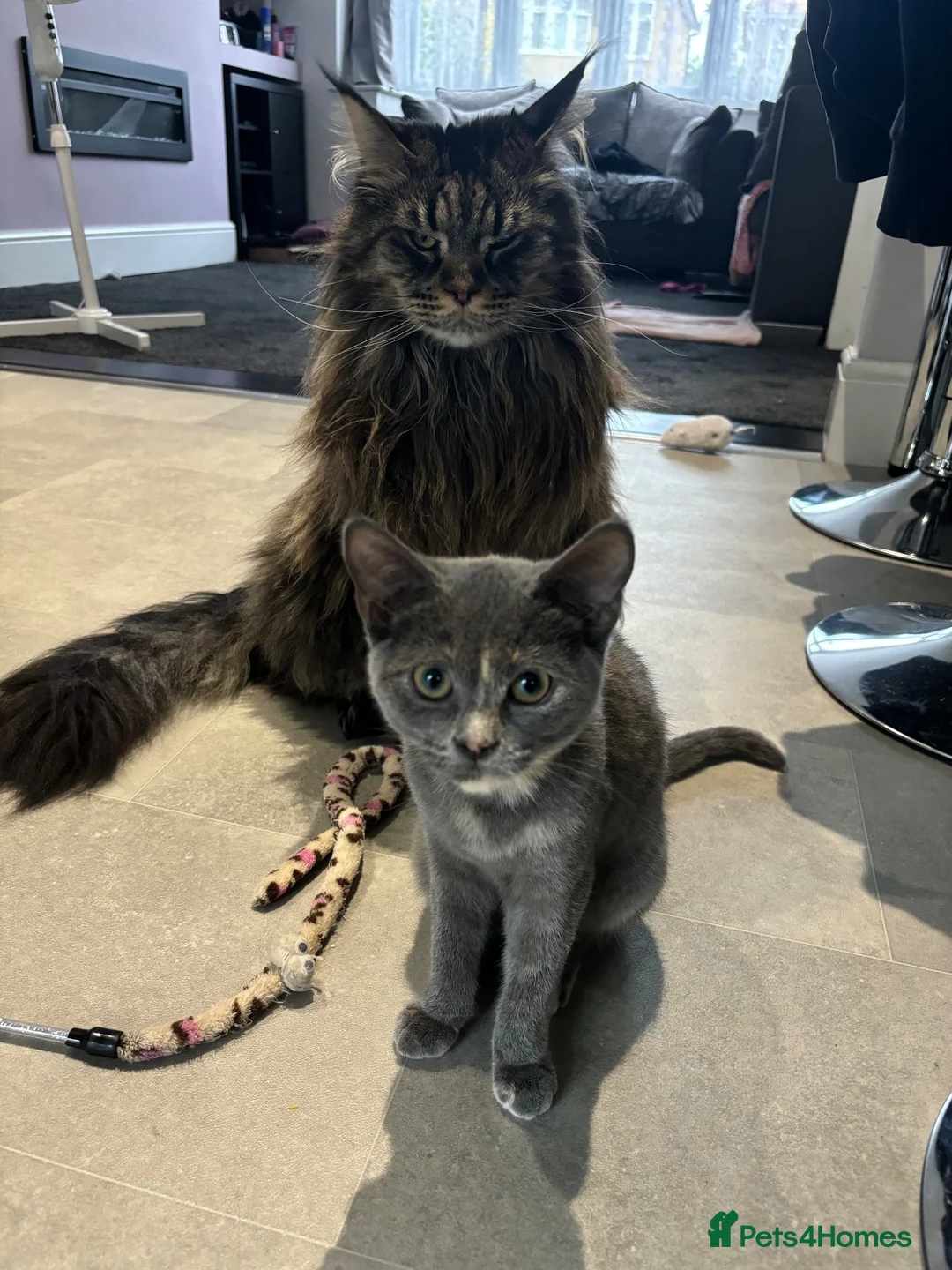 British Shorthair cats for sale: Beautiful Tortoise Female  - Advert 2